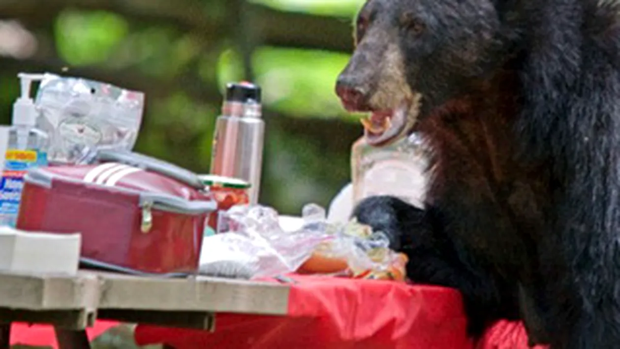 Un urs a intrat intr-o gospodarie din comuna damboviteana Moroieni si a luat un porc dintr-un cotet