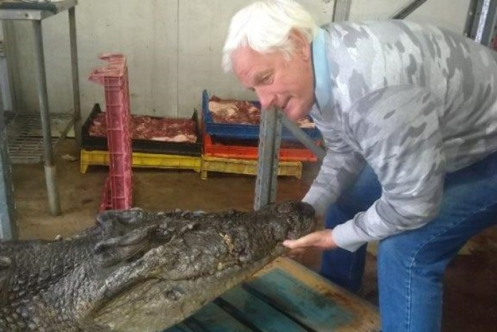 O placă metalică ortopedică, descoperită în stomacul unui crocodil mort