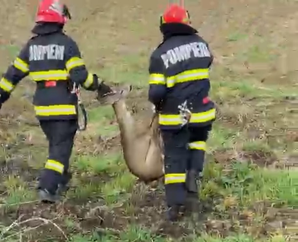 Operațiune de salvare emoționantă! Pompierii din Arad au scos o căprioară care era captivă într-un canal