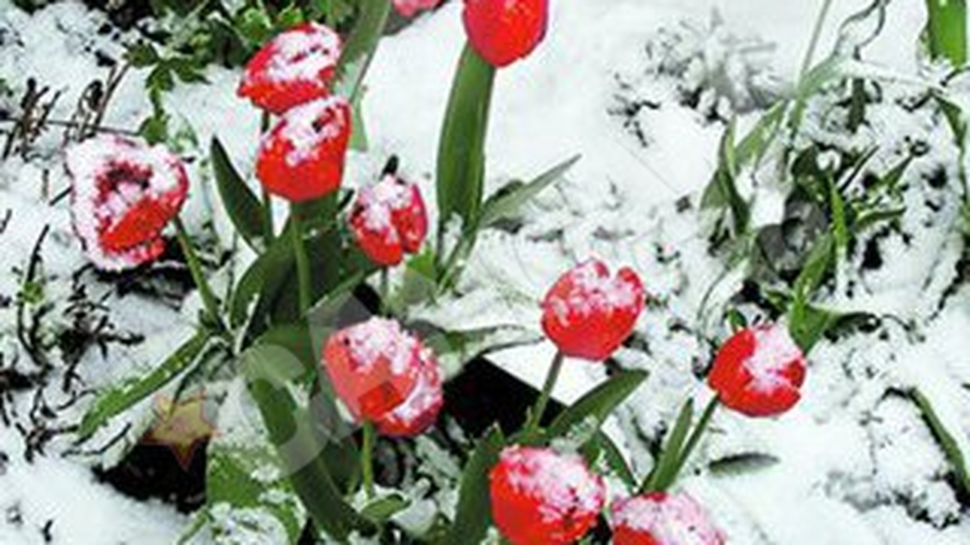 Zapada a acoperit lalelele si florile de visin