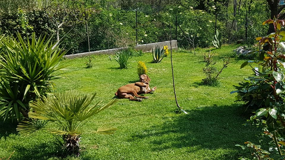 Casa Magdei Vasiliu, din Lazio