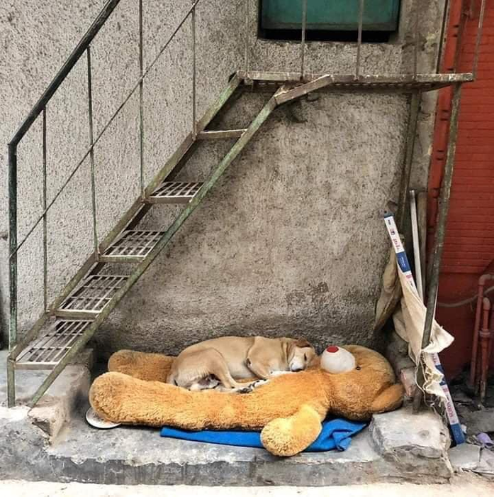 Ea este salvatoarea sutelor de câini din „Dumbrava Minunată”. „Cine nu iubește animalele, nu iubește nici oamenii”