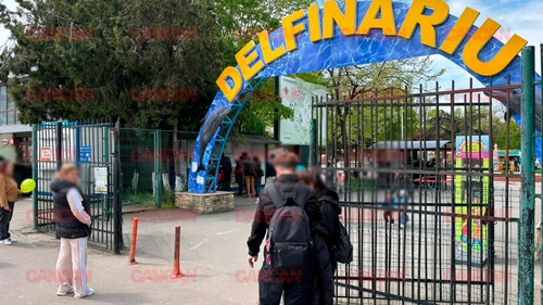 Cât costă un bilet la Delfinariu din Mamaia? Un adult trebuie să plătească aproape 75 de lei pentru a lua parte la o demonstrație