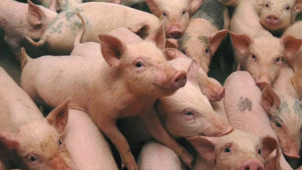 Pașii de urmat pentru a obține despăgubiri la pesta porcină. Cum se calculează sumele cuvenite