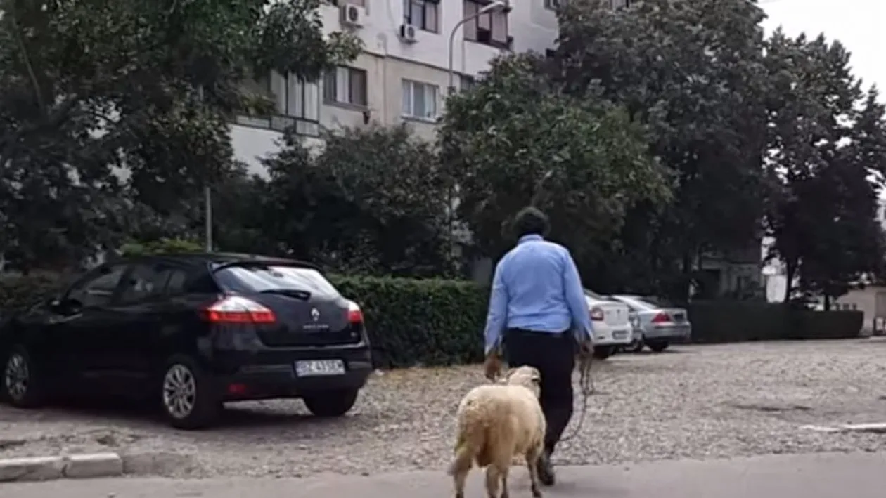 Trecătorii au rămas mască! Un bărbat, la plimbare cu berbecul de funie prin Buzău! VIDEO