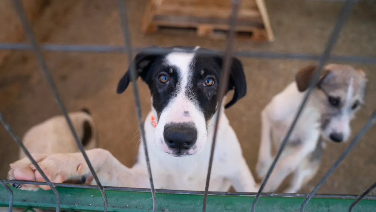 (P) Fiți parte din schimbare: cum putem ajuta animalele fără adăpost de Ziua Mondială a Animalelor?