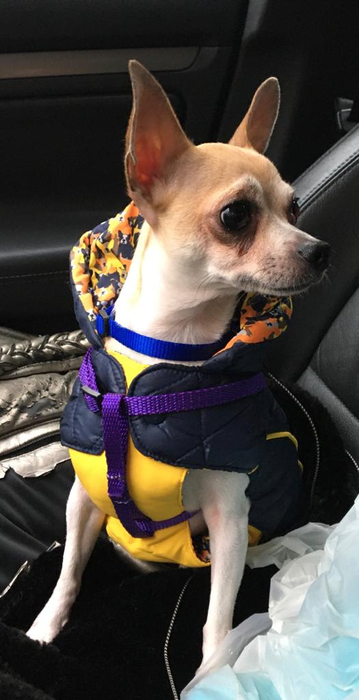 Anca Badiu este o mare iubitoare de animale de companie