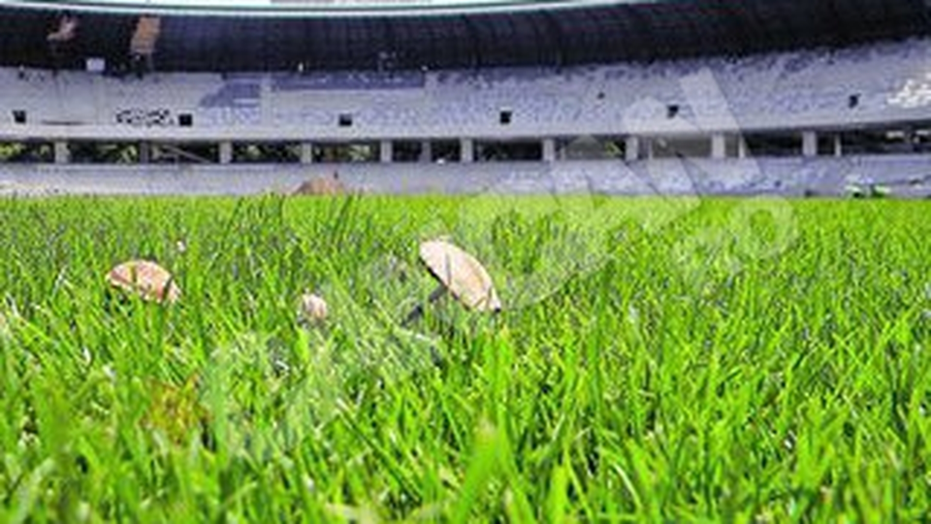 Cluj Arena a devenit ciupercarie!