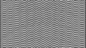 Iluzie optică virală | Identificați animalul ascuns în această fotografie!