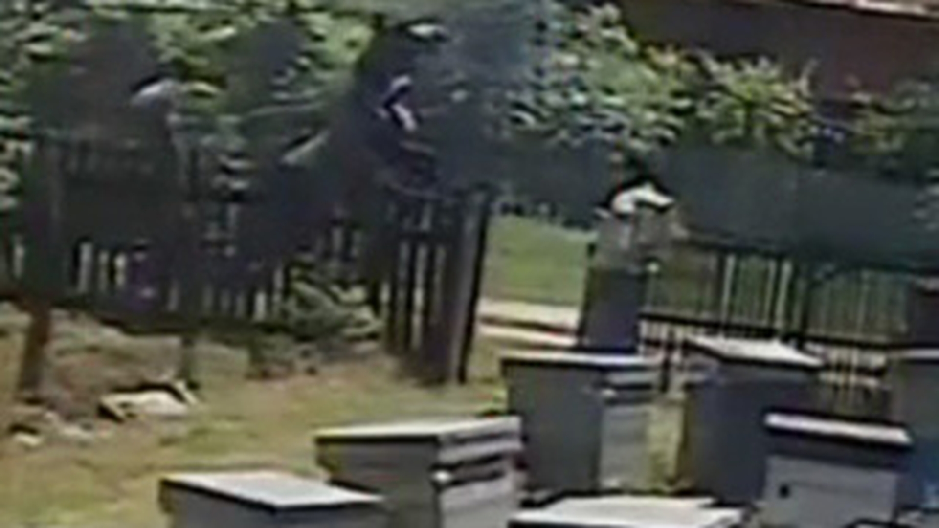 VIDEO CIRC! Taranii astia sunt mai tari ca toti actorii din "Las Fierbinti"! Uite cum sare un carutas sa bata un proprietar de stupi! A intrat cu batele peste el, iar apicultorul a rasturnat stupii sa-l atace albinele!