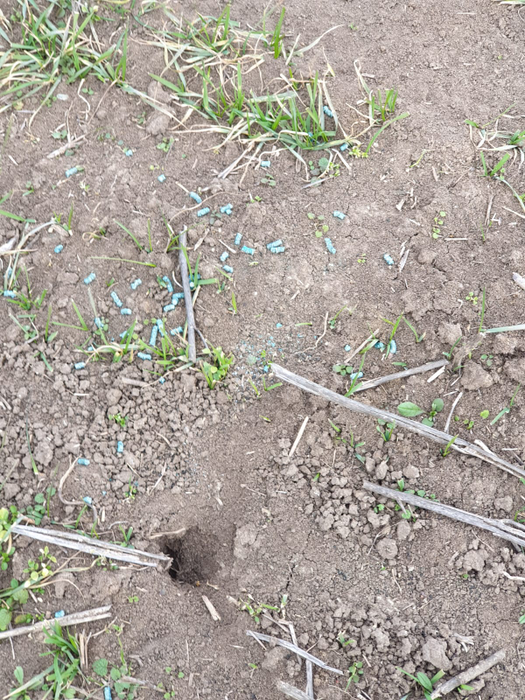 Caprioarele au murit după ce au mâncat otrava de șoareci lăsată pe câmp