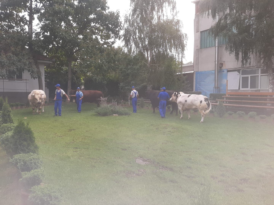 Taurii din Dolj fac parte dintre cele mai valoroase bovine autohtone