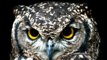 Privirea care îți dă fiori: ce încearcă să spună, de fapt, o bufniță când te fixează cu ochii
