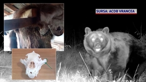 Noi informații în cazul uciderii ursului Arthur. Blana animalului, identificată într-o tăbăcărie din Târgu Secuiesc