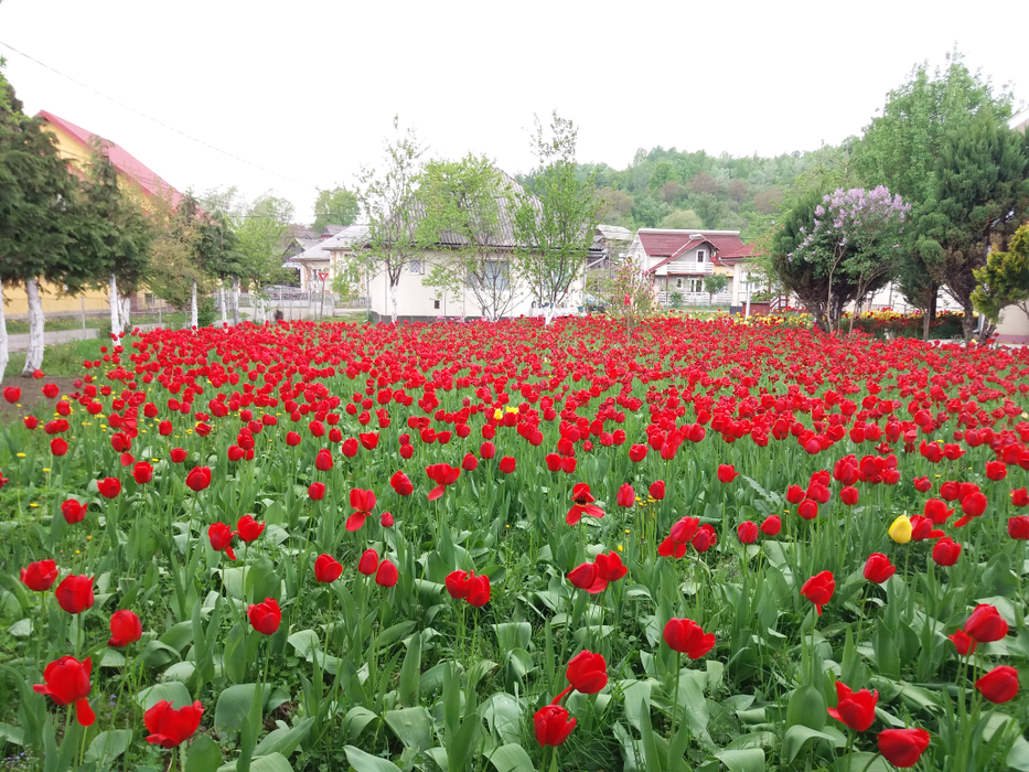 Lalelele împânzesc locul, cât vezi cu ochii