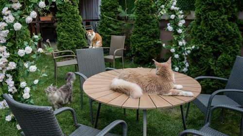 O cafenea cu 15 pisici Maine Coon se deschide în București: cafea de specialitate, relaxare și „giganți blânzi” cu personalitate