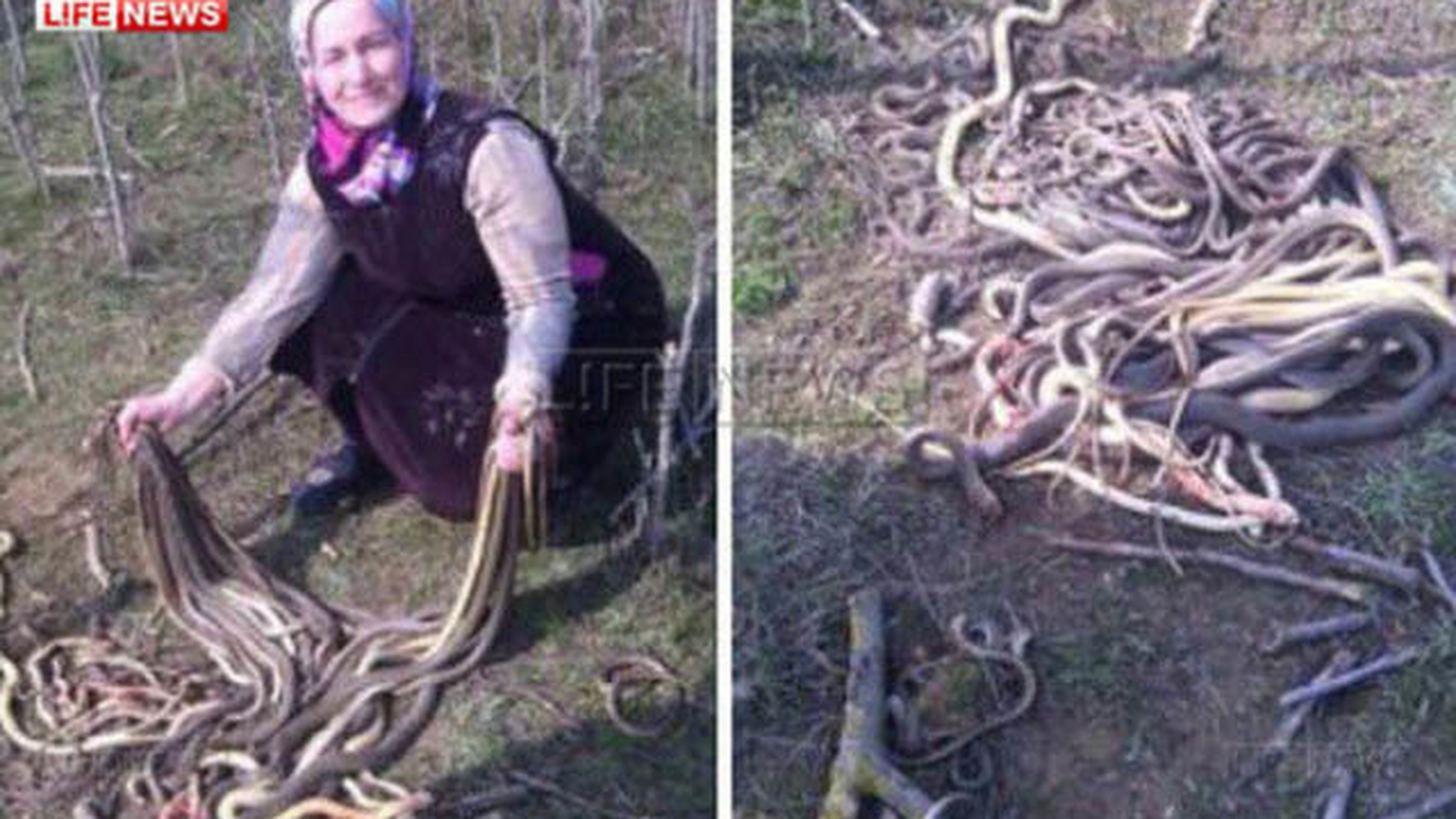Gestul halucinant făcut de o femeie din Rusia după ce a descoperit un cuib de şerpi în timp ce planta cartofi în grădină!