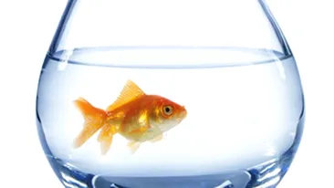 A cumparat un peste de la pet shop si l-a inghitit in fata angajatilor