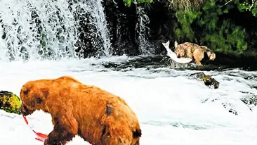 Un lup pescuieste dupa metoda ursului