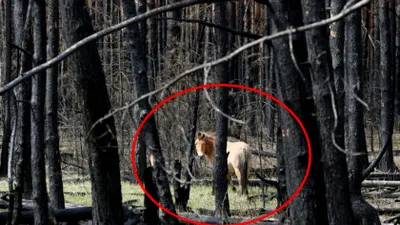 Minune la Cernobîl: „Spiritele” au cucerit iadul radioactiv