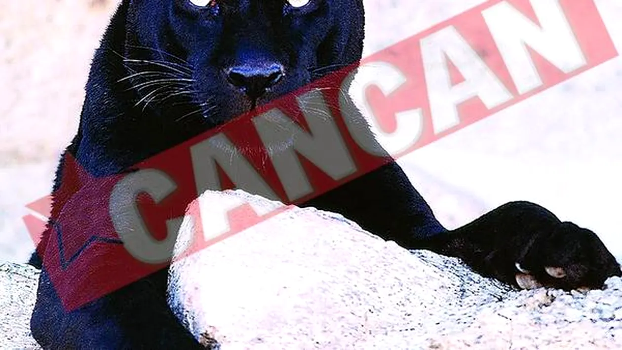 Jaguarul ucis la Zoo, impaiat si expus la Muzeul Grigore Antipa