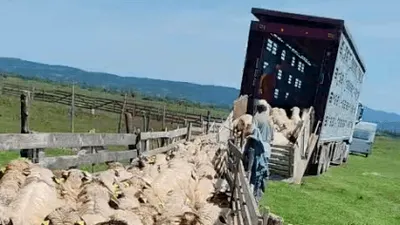 „Regele oierilor” din România, acuzat de o „țeapă” de milioane de euro: sute de crescători își așteaptă banii