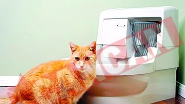 WC-ul pentru pisici, lansat si-n Romania
