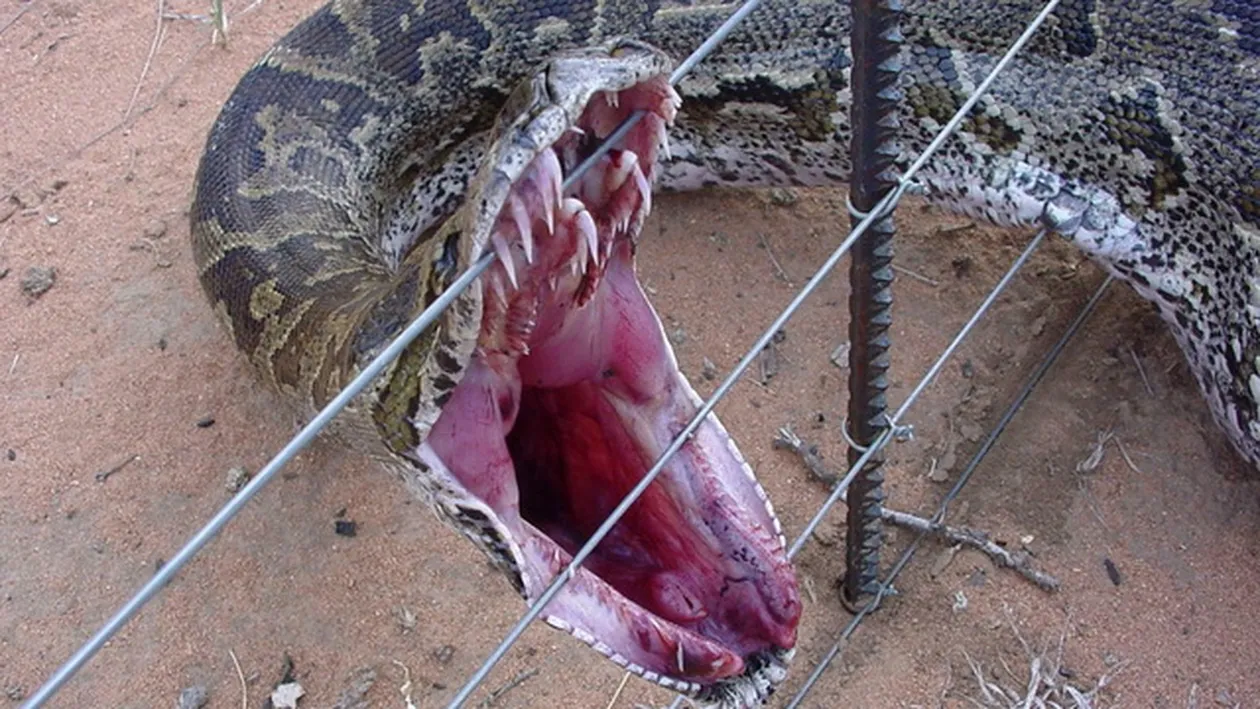 Un PITON a scapat dintr-un magazin de animale. Ce s-a intamplat dupa a ingrozit un intreg oras din Canada