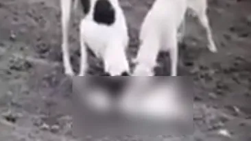 Cruzime fără margini. Un tânăr din Dâmbovița și-a pus câinii să sfâșie o pisică, pentru a se lăuda în fața celui care intenționa să îi cumpere. Imagini șocante