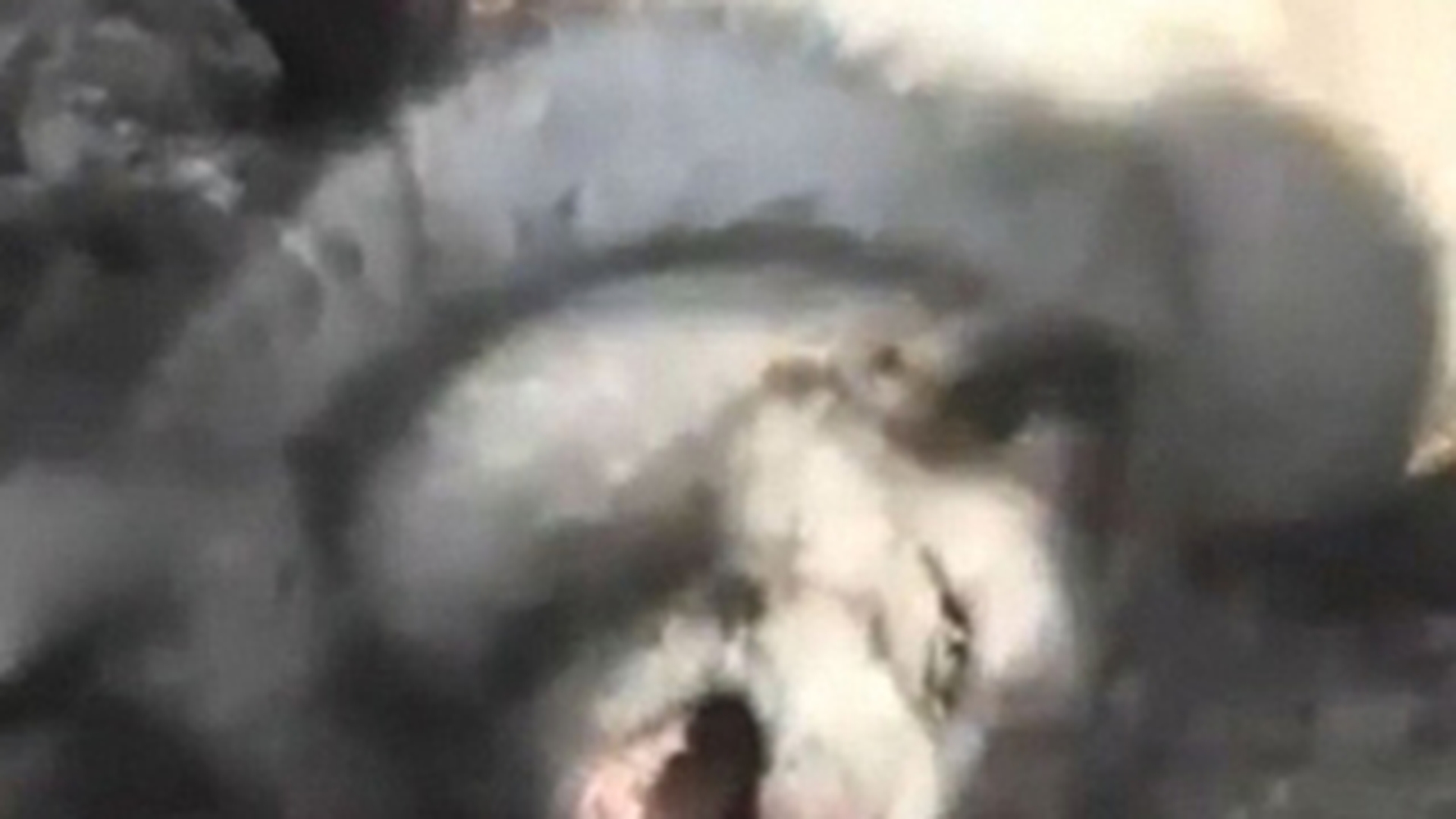 Monstruos! Iata cum sunt jupuite niste animale pentru cizme UGG