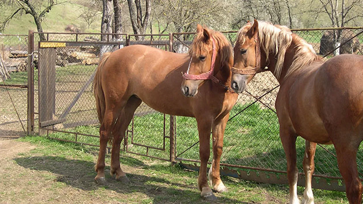 Aproximativ 3.000 de cai, în centrul unui nou scandal al cărnii în Europa