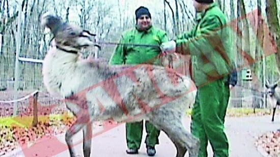 Reni dresati pentru Craciun