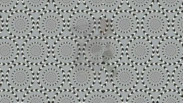 Test de inteligență | Ești un mega-geniu dacă poți numi animalul ascuns în această iluzie optică, în maximum 25 de secunde