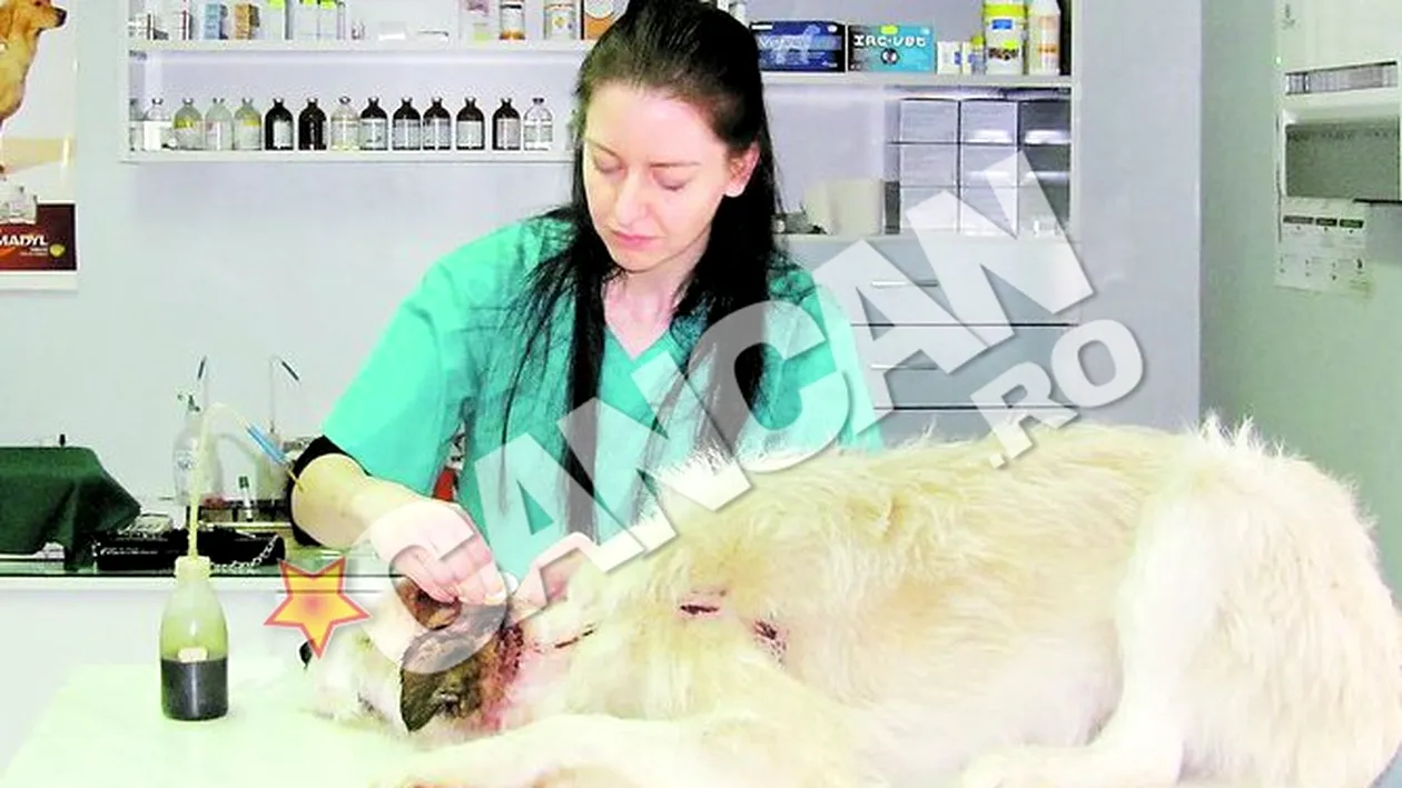 Englezoaica Ruth Osborne lucreaza voluntar la o clinica veterinara. A plecat din Anglia sa munceasca gratis in Craiova