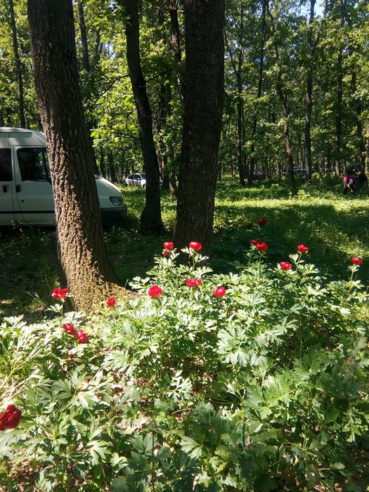 Bujorii de la Plenița au înflorit, dar sărbătoarea lor nu se mai ține