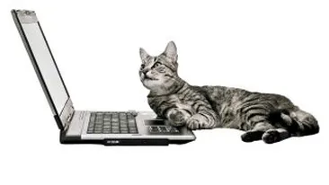 N-aveti calculator? Luati-va o pisica!