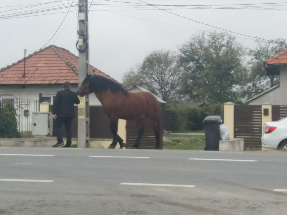 Primarul și calul lui, "Șoimul"