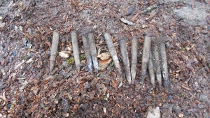 Peste 100 de cartușe de infanterie, găsite de un bărbat care planta copaci