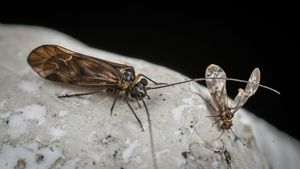 Cum să ții insectele la distanță? Condimentele din bucătărie care îți vor sări în ajutor