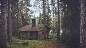 Iluzie optică virală | Unde se ascunde ursul în această imagine? Geniile îl descoperă în 7 secunde