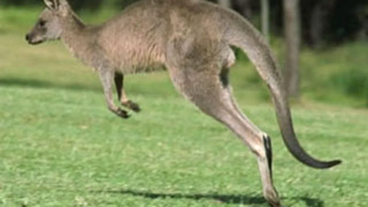 Un cangur urias a atacat o australianca de 94 de ani