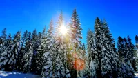 Meteo 13 februarie! Afla cum va fi vremea vineri