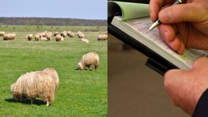 Cea mai dubioasă amendă din România! Ce se întâmplă dacă mergi cu vaca sau oaia, la plajă