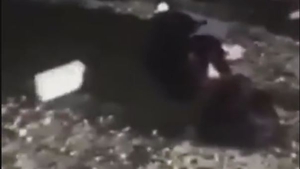 Video horror, cu un bărbat care bate cu bestialitate o tânără! O lovește cu picioarele în spate și în plină figură și o târâște de păr, într-o pădure din Dej