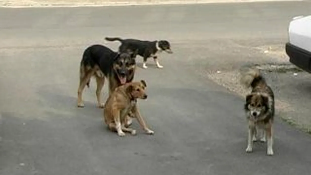 O batrana din Iasi a fost internata in stare grava la spital, dupa ce patru caini fara stapan au atacat-o