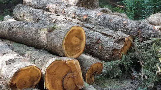 Defrişări la Sinaia în Parcul Natural Bucegi