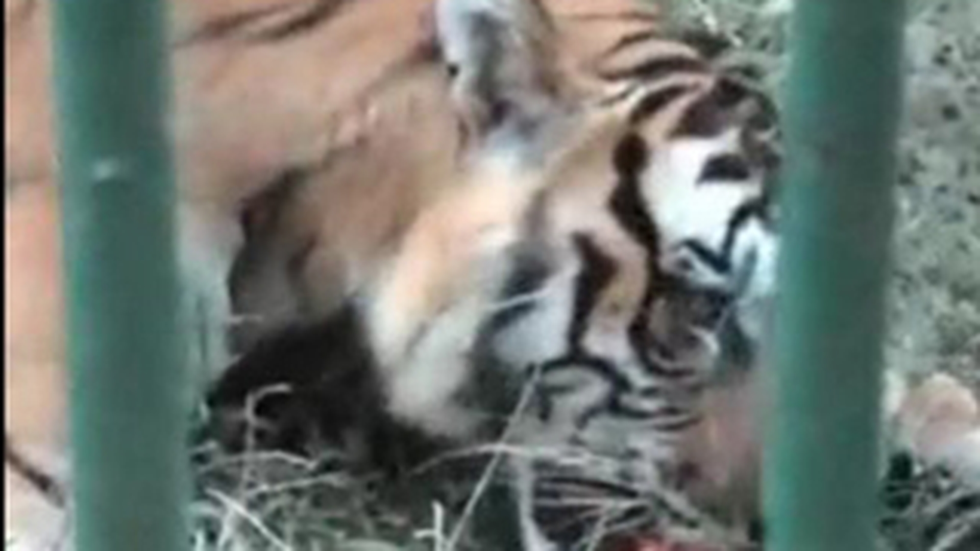 VIDEO SOCANT! Un tigru mananca bratul unui om pe care tocmai la smuls din umar