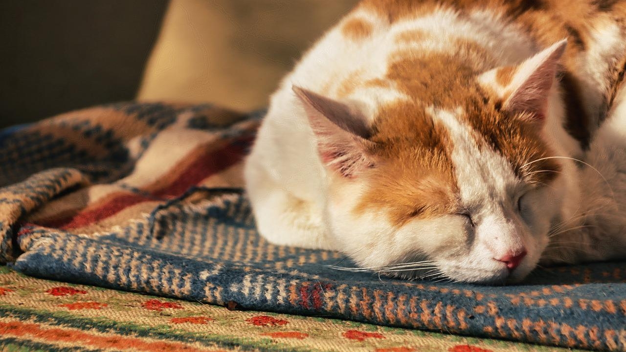 Cum să scapi de insomnie. Top 7 trucuri ca să adormi mai repede