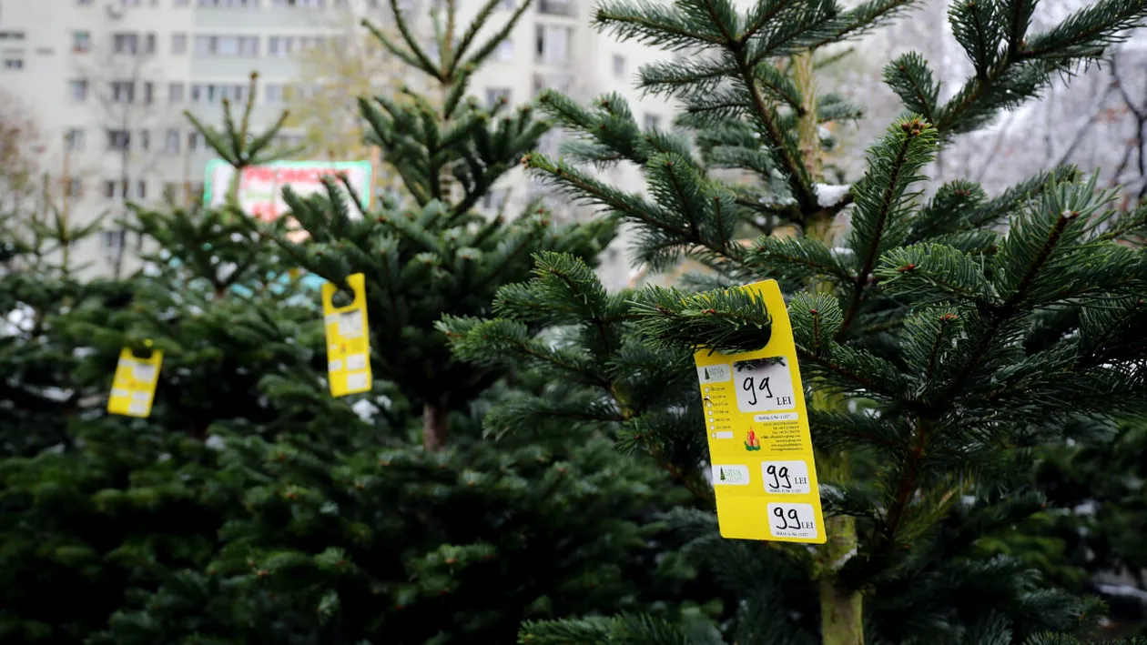 Cât costă un brad scos la vânzare de Romsilva la finalul lui noiembrie 2025. Preț surpriză pentru unul de 2-3 metri