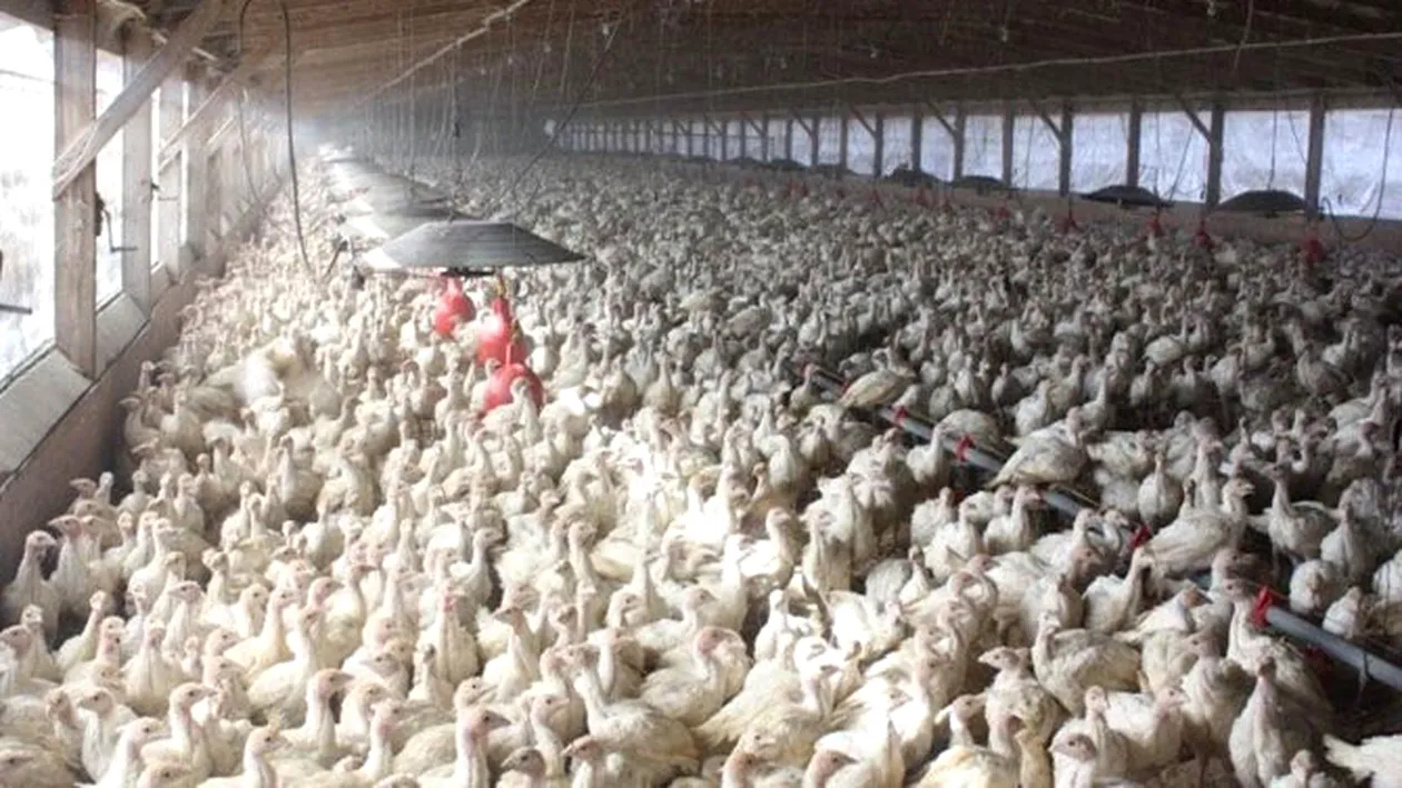 Peste 42.000 de pasari de la o ferma din Olanda au fost sacrificate din cauza gripei aviare